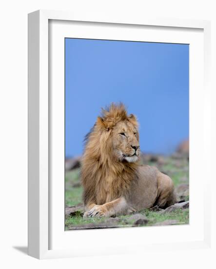 Lion at Rest Full Bleed-Martin Fowkes-Framed Giclee Print