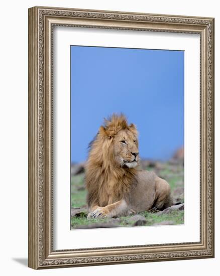 Lion at Rest-Martin Fowkes-Framed Giclee Print