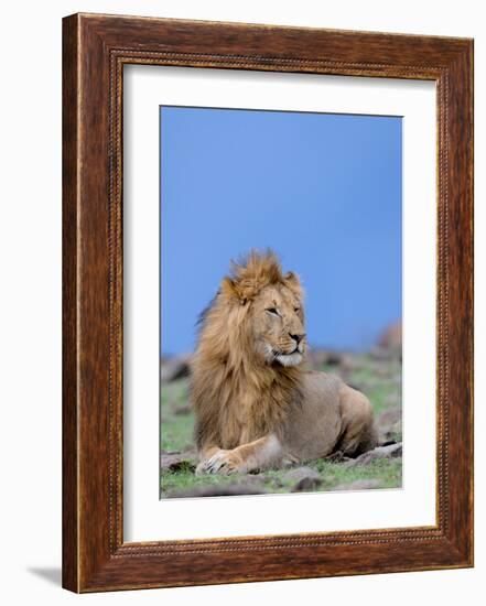 Lion at Rest-Martin Fowkes-Framed Giclee Print