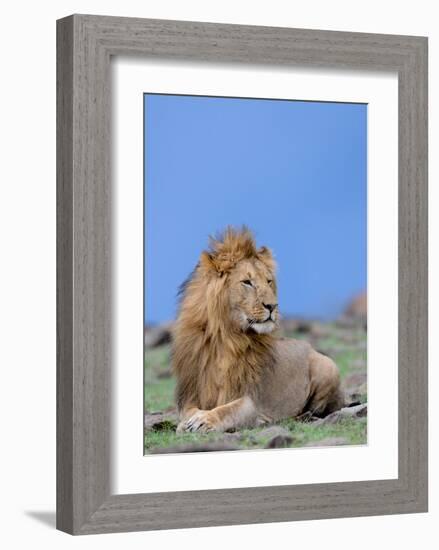 Lion at Rest-Martin Fowkes-Framed Giclee Print