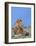 Lion at Rest-Martin Fowkes-Framed Giclee Print