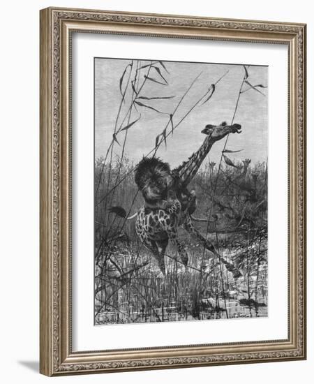 Lion Attacks Giraffe-Richard Friese-Framed Art Print
