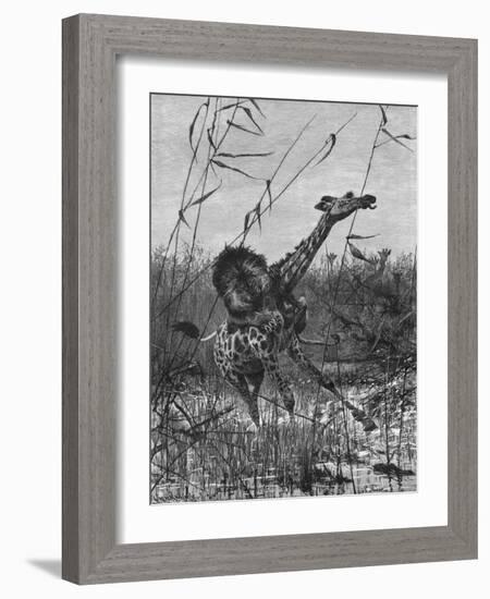 Lion Attacks Giraffe-Richard Friese-Framed Art Print