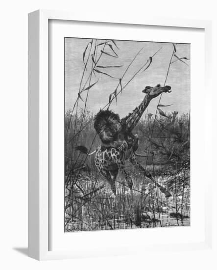 Lion Attacks Giraffe-Richard Friese-Framed Art Print