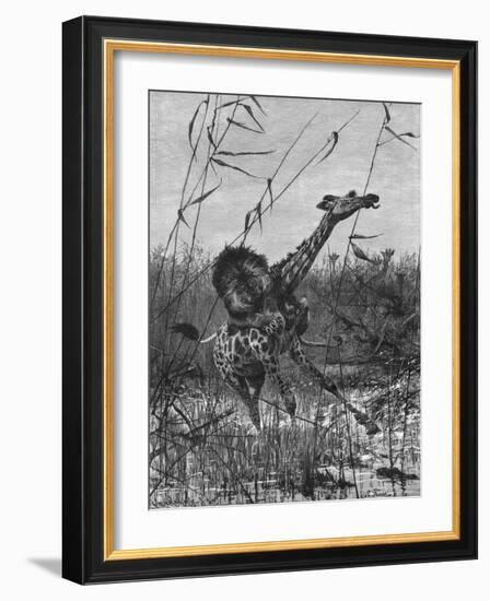 Lion Attacks Giraffe-Richard Friese-Framed Art Print
