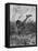 Lion Attacks Giraffe-Richard Friese-Framed Stretched Canvas