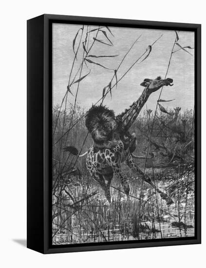 Lion Attacks Giraffe-Richard Friese-Framed Stretched Canvas