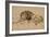 Lion au repos-Rembrandt van Rijn-Framed Giclee Print