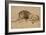 Lion au repos-Rembrandt van Rijn-Framed Giclee Print