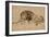 Lion au repos-Rembrandt van Rijn-Framed Giclee Print