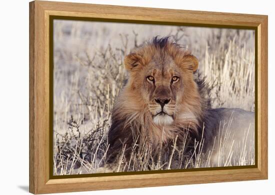 Lion Close-Up of Head, Facing Camera-null-Framed Premier Image Canvas