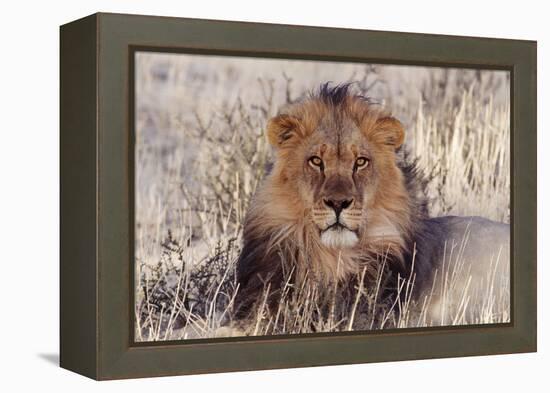 Lion Close-Up of Head, Facing Camera-null-Framed Premier Image Canvas