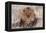 Lion Close-Up of Head, Facing Camera-null-Framed Premier Image Canvas