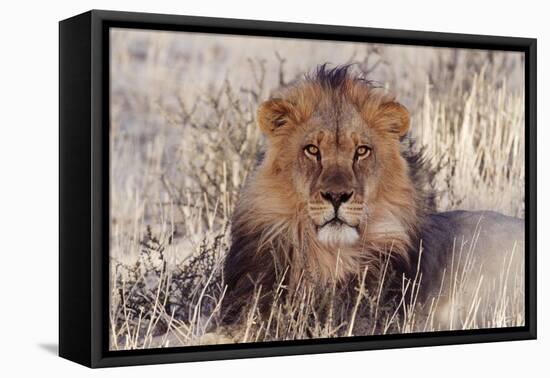 Lion Close-Up of Head, Facing Camera-null-Framed Premier Image Canvas