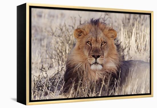 Lion Close-Up of Head, Facing Camera-null-Framed Premier Image Canvas