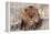 Lion Close-Up of Head, Facing Camera-null-Framed Premier Image Canvas