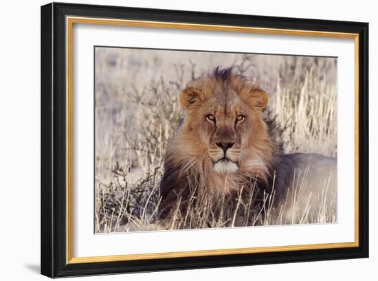 Lion Close-Up of Head, Facing Camera-null-Framed Premium Photographic Print