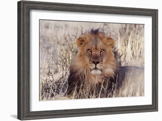 Lion Close-Up of Head, Facing Camera-null-Framed Photographic Print