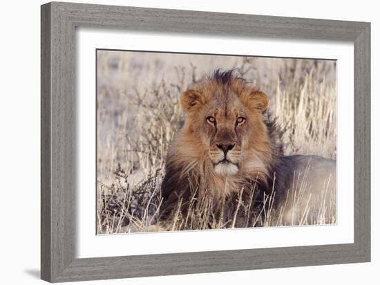 Lion Close-Up of Head, Facing Camera-null-Framed Photographic Print