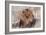 Lion Close-Up of Head, Facing Camera-null-Framed Photographic Print