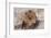 Lion Close-Up of Head, Facing Camera-null-Framed Photographic Print