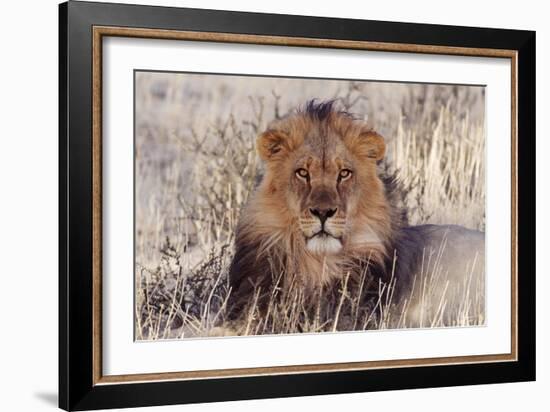 Lion Close-Up of Head, Facing Camera-null-Framed Photographic Print