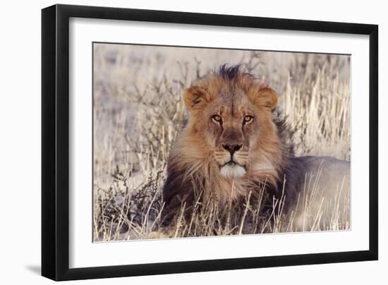 Lion Close-Up of Head, Facing Camera-null-Framed Photographic Print