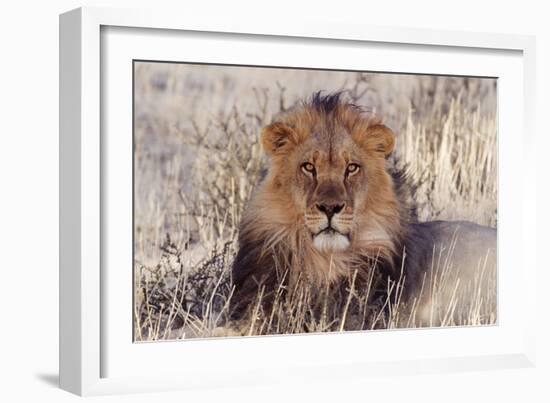 Lion Close-Up of Head, Facing Camera-null-Framed Photographic Print