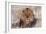 Lion Close-Up of Head, Facing Camera-null-Framed Photographic Print