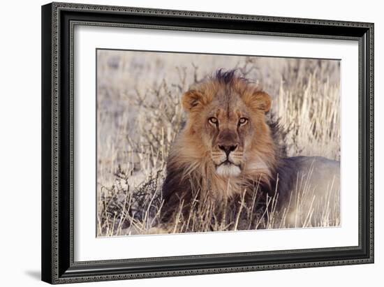 Lion Close-Up of Head, Facing Camera-null-Framed Photographic Print