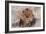 Lion Close-Up of Head, Facing Camera-null-Framed Photographic Print