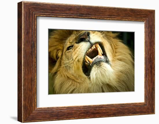 Lion close up of teeth while its snarling, captive-Paul Williams-Framed Photographic Print