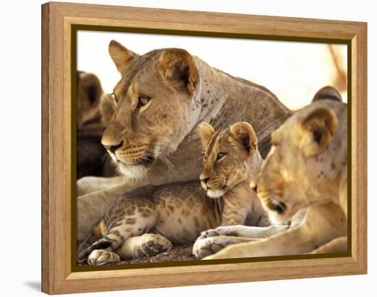 Lion cub among female lions, Samburu National Game Reserve, Kenya-Adam Jones-Framed Premier Image Canvas