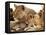 Lion cub among female lions, Samburu National Game Reserve, Kenya-Adam Jones-Framed Premier Image Canvas