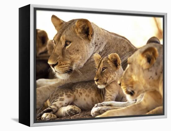 Lion cub among female lions, Samburu National Game Reserve, Kenya-Adam Jones-Framed Premier Image Canvas