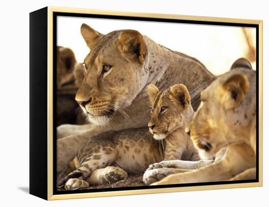 Lion cub among female lions, Samburu National Game Reserve, Kenya-Adam Jones-Framed Premier Image Canvas