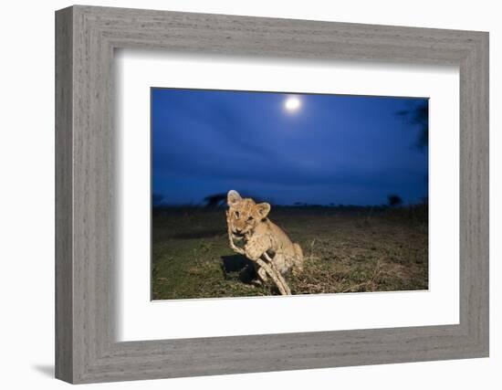 Lion Cub at Night-null-Framed Photographic Print