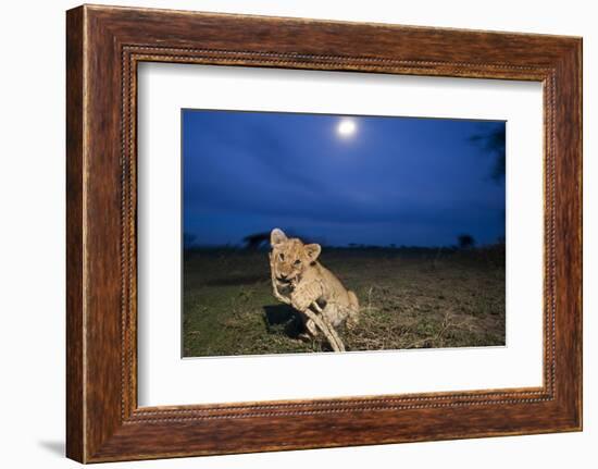 Lion Cub at Night-null-Framed Photographic Print