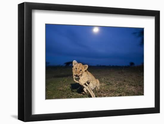 Lion Cub at Night-null-Framed Photographic Print