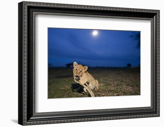 Lion Cub at Night-null-Framed Photographic Print