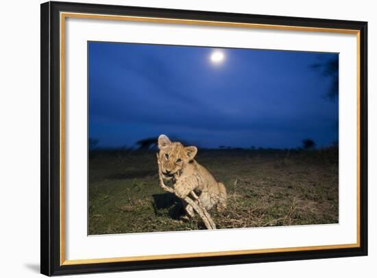 Lion Cub at Night-null-Framed Photographic Print