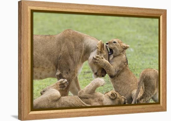 Lion Cub Attempts to Bite the Head of a Lioness, Ngorongoro, Tanzania-James Heupel-Framed Premier Image Canvas