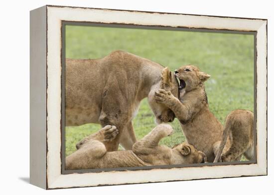 Lion Cub Attempts to Bite the Head of a Lioness, Ngorongoro, Tanzania-James Heupel-Framed Premier Image Canvas