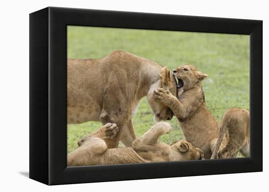 Lion Cub Attempts to Bite the Head of a Lioness, Ngorongoro, Tanzania-James Heupel-Framed Premier Image Canvas