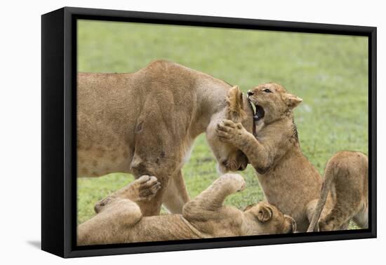 Lion Cub Attempts to Bite the Head of a Lioness, Ngorongoro, Tanzania-James Heupel-Framed Premier Image Canvas