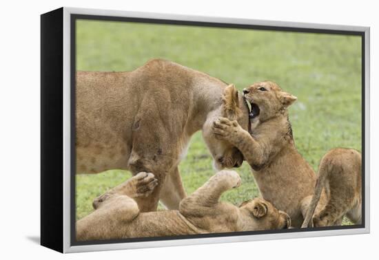 Lion Cub Attempts to Bite the Head of a Lioness, Ngorongoro, Tanzania-James Heupel-Framed Premier Image Canvas