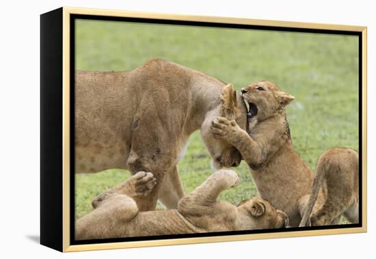 Lion Cub Attempts to Bite the Head of a Lioness, Ngorongoro, Tanzania-James Heupel-Framed Premier Image Canvas