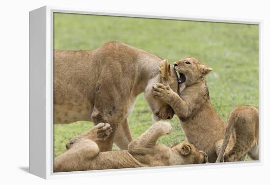 Lion Cub Attempts to Bite the Head of a Lioness, Ngorongoro, Tanzania-James Heupel-Framed Premier Image Canvas