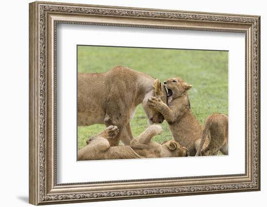 Lion Cub Attempts to Bite the Head of a Lioness, Ngorongoro, Tanzania-James Heupel-Framed Photographic Print