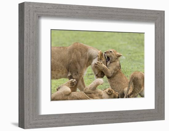 Lion Cub Attempts to Bite the Head of a Lioness, Ngorongoro, Tanzania-James Heupel-Framed Photographic Print